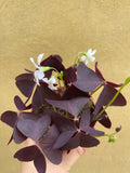 oxalis triangularis plant in a tiny 8cm pot - lucky purple shamrock plant - Parijat Plant 