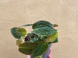 Philodendron Micans plant - 12cm potted plant - houseplant - Philodendron micans - rare philodendron - Parijat Plant 