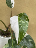 philodendron white princess 1 leaf fresh cutting with aerial root - This cutting selected randomly from the plant shown in the picture - Parijat Plant 