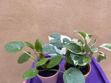 2 mini plant mix - Pilea Peperomoides plant -Devil's Ivy N'Joy plant - purple plate is not included - Parijat Plant 