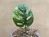 variegated monstera adansonii aurea 1 leaf rooted plant - glass vase is not included - exact plant shown in the picture - Parijat Plant 
