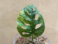 variegated monstera adansonii aurea 1 leaf rooted plant - glass vase is not included - exact plant shown in the picture - parijatplant - shopify best online plant shop - plant shop - online plant shop