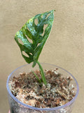 variegated monstera adansonii aurea 1 leaf rooted plant - glass vase is not included - exact plant shown in the picture - Parijat Plant 