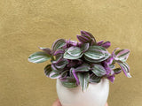 tradescantia sweetness plant in a white ceramic pot - nice plant gift - Parijat Plant 