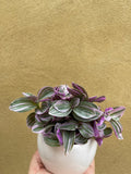 tradescantia sweetness plant in a white ceramic pot - nice plant gift - Parijat Plant 