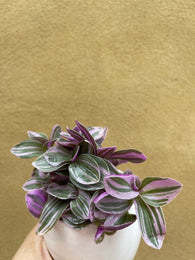 tradescantia sweetness plant in a white ceramic pot - nice plant gift -  houseplant -plant -indoor plant - succulent plant - plant decor - Parijat Plant