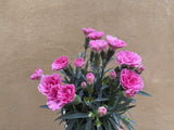 dianthus 'I love you ' plant in a 9cm pot - pink flowering plant - Parijat Plant 