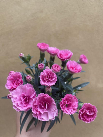 dianthus 'I love you ' plant in a 9cm pot - pink flowering plant - houseplant -plant -indoor plant - succulent plant - plant decor - Parijat Plant