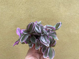 tradescantia sweetness plant in a tiny 5.5cm pot - cute pink plant - Parijat Plant 