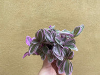 tradescantia sweetness plant in a tiny 5.5cm pot - cute pink plant - houseplant -plant -indoor plant - succulent plant - plant decor - Parijat Plant