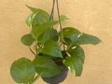 Golden pothos plant in a hanging pot -pothos plant - devil's ivy plant - golden devil's ivy - ivy - Parijat Plant 