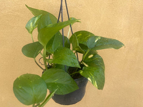 Golden pothos plant in a hanging pot -pothos plant - devil's ivy plant - golden devil's ivy - ivy - parijatplant - online plant - plant trend