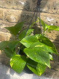 Golden pothos plant in a hanging pot -pothos plant - devil's ivy plant - golden devil's ivy - ivy - Parijat Plant 