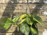 Philodendron Scandens Brasil plant in a 14cm hanging pot - easy growing low maintenance Houseplant - Parijat Plant 
