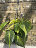 Philodendron Scandens Brasil plant in a 14cm hanging pot - easy growing low maintenance Houseplant - parijatplant - online plant - best plant shop - rare 