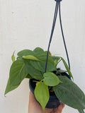 Philodendron scandens plant in a hanging pot - low maintenance indoor plant - Parijat Plant 