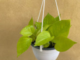Neon Pothos in a hanging pot - Epipremnun aureum neon - easy growing low maintenance houseplant - Parijat Plant 