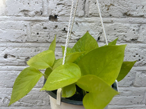 Neon Pothos in a hanging pot - Epipremnun aureum neon - easy growing low maintenance houseplant - online plant - plant trend - best plant shop - online selling - parijatplant