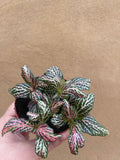 Fittonia plant - Nerve plant - green foliage plant - live plant - Parijat Plant 