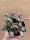 Fittonia plant - Nerve plant - green foliage plant - live plant - Parijat Plant 