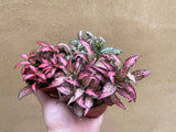 3 fittonia mix - houseplant - nerve plant - Parijat Plant 