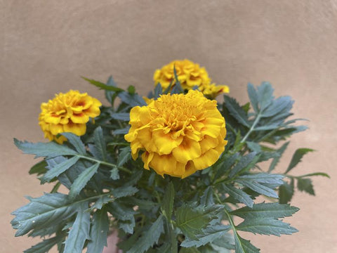 1 Marigold plant - tagetes -genda flower plant - yellow flowering plant -  houseplant -plant -indoor plant - succulent plant - plant decor - Parijat Plant