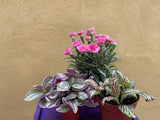 3 houseplant mix - green nerve plant - dianthus 'I love you ' plant - tradescantia sweetness plant - Parijat Plant 