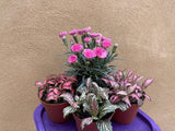 4 houseplant mix -fittonia - dianthus 'I love you ' plant - Parijat Plant 