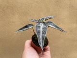 Alocasia Polly in a tiny 5.5cm pot - baby plant - Parijat Plant 