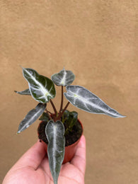 Alocasia Polly in a tiny 5.5cm pot - baby plant -  houseplant -plant -indoor plant - succulent plant - plant decor - Parijat Plant