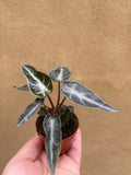 Alocasia Polly in a tiny 5.5cm pot - baby plant -  houseplant -plant -indoor plant - succulent plant - plant decor - Parijat Plant