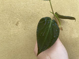 Philodendron Micans cutting - unrooted Philodendron micans cutting- rare philodendron -  houseplant -plant -indoor plant - succulent plant - plant decor - Parijat Plant