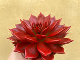 decorative live succulent - beautiful painted succulent plant in a 12cm pot - Parijat Plant 