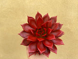 decorative live succulent - beautiful painted succulent plant in a 12cm pot - Parijat Plant 