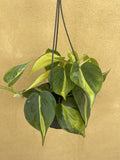 Philodendron Scandens Brasil plant in a 14cm hanging pot - easy growing low maintenance Houseplant - Parijat Plant 