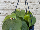 Philodendron scandens plant in a hanging pot - low maintenance indoor plant - Parijat Plant 
