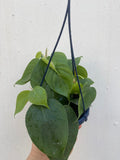 Philodendron scandens plant in a hanging pot - low maintenance indoor plant - interior houseplant - parijatplant - online plant trend - 2021 best plant shop - interior indoor plant