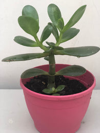 Buy 2 get 1 free jade plant - good luck plant - houseplant -Crassula ovata -indoor plant - jade succulent - succulent plant - Parijat Plant 