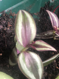 Tradescantia Zebrina exotic rooted houseplant,wandering jew plant - plant - indoor plant - houseplant - Parijat Plant 