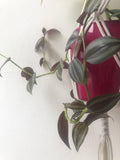 Tradescantia Zebrina exotic rooted houseplant,wandering jew plant - plant - indoor plant - houseplant - Parijat Plant 