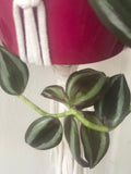 Tradescantia Zebrina exotic rooted houseplant,wandering jew plant - plant - indoor plant - houseplant - Parijat Plant 
