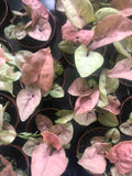 Syngonium Red Heart Plant 4cm Pot - Parijat Plant 