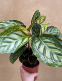 Calathea roseopicta green -pet safe plant - indoor plant - Parijat Plant 