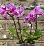 mini phalaenopsis orchid - 2 mini moth orchid - live orchid in tiny 6cm pot - parijat plant - online shopping - online plant selling shop - plant addicted - plant trend - orchids - purple flowers - plant shop