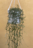 Ceropegia linearis - String of needles plant in a 10cm hanging pot - Parijat Plant 