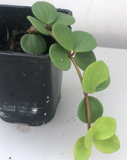 Buy SO CUTE Peperomia hope plant in a 7.5" pot - Indoor plant - houseplant - Easy care - succulent - succulent gift - Parijat Plant 