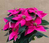 Poinsettia plant - pink Poinsettia plant - Christmas plant gift - 12cm potted plant - Parijat Plant 