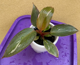 philodendron pink princess plant - baby pink princess plant in a ceramic pot - exact plant - Parijat Plant 