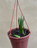 Hyacinths plant in 16cm hanging pot - scented Hyacinths - houseplant - indoor plant - Parijat Plant 