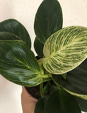 Buy Rare Philodendron Birkin Nice Variegated Pink/white stripe leaves, Glossy leaves, live plant, Heart shaped leaves - Parijat Plant 